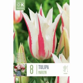 Tulip Marilyn - 8 Bulbs