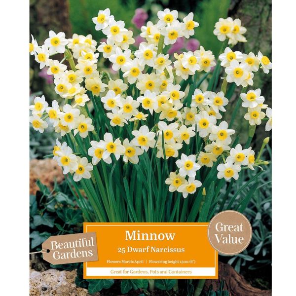 Narcissus Minnow - 25 Bulbs