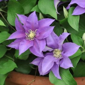 Clematis Olympis 3 Litre