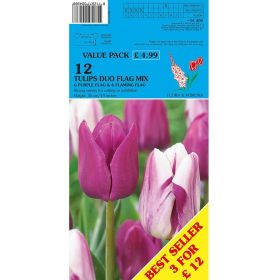 Tulips Duo Purple & Flaming - 12 Bulbs