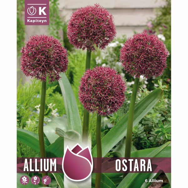 Allium Ostara Deep Red - 6 Bulbs