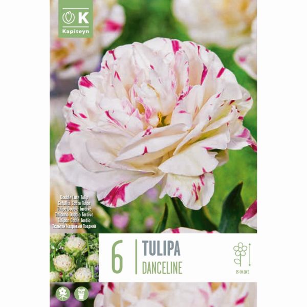 Tulip Danceline - 6 Bulbs
