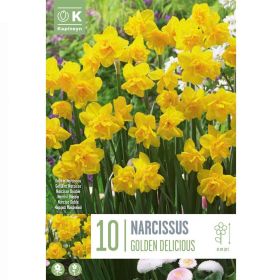 Narcissus Golden Delicious - 10 Bulbs