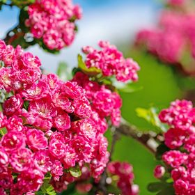 Crataegus laevigata 'Paul's Scarlet' - 12 Litre