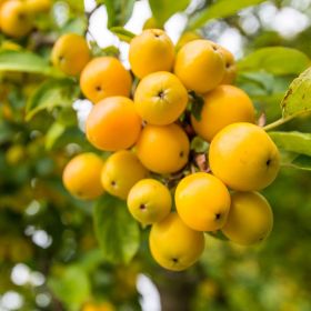 Malus Golden Hornet - 12 Litre