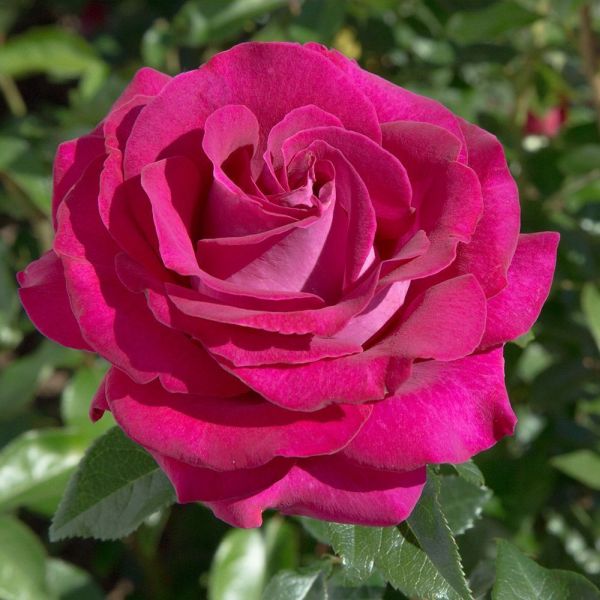Rosa 'Belle Rives ®' - Bush Rose 5.5 Litre