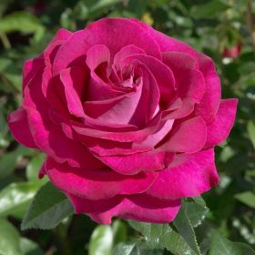 Rosa 'Belle Rives ®' - Bush Rose 5.5 Litre
