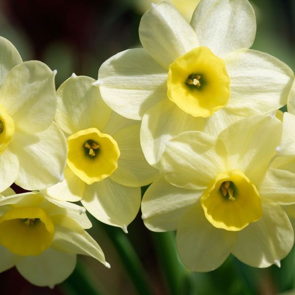 Narcissus Minnow 9cm