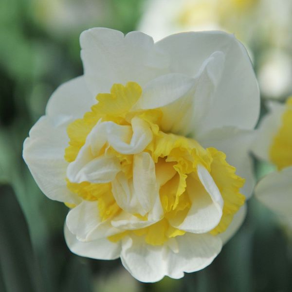 Narcissus Westward 9cm