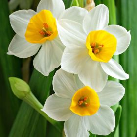 Narcissus Segovia 9cm