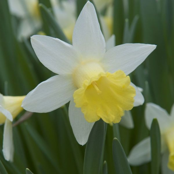 Narcissus Topolino 9cm