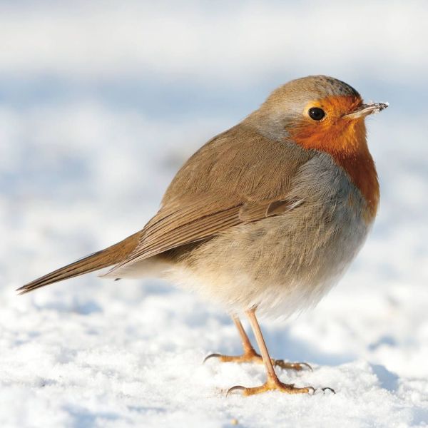 Robins Boxed Cards