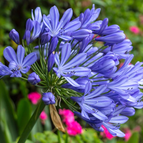 Agapanthus In Variety 3 Litre