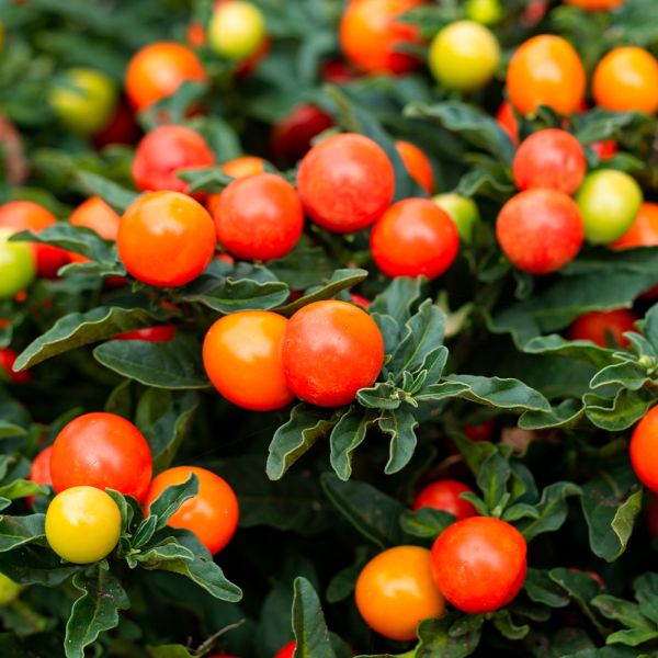 Solanum pseudocapsicum 1 litre