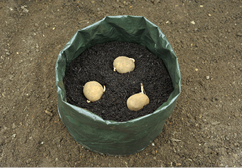 Why do potatoes grow in bags of soil have so many tubers? Here is