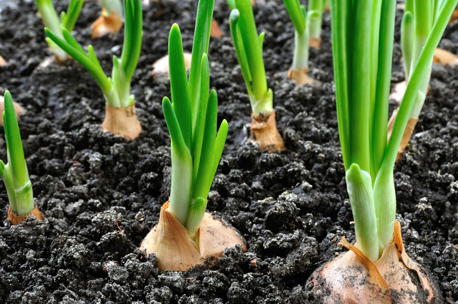 Growing Onions from Seed to Harvest Squire's Garden Centres