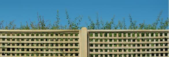 Trellis & Fencing