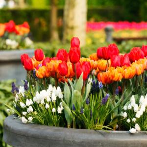 Layering Spring Bulbs in Pots and Containers