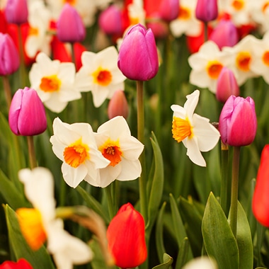 20% Off Spring Flowering Bulbs