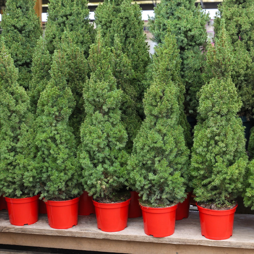 Pot Grown Christmas Trees